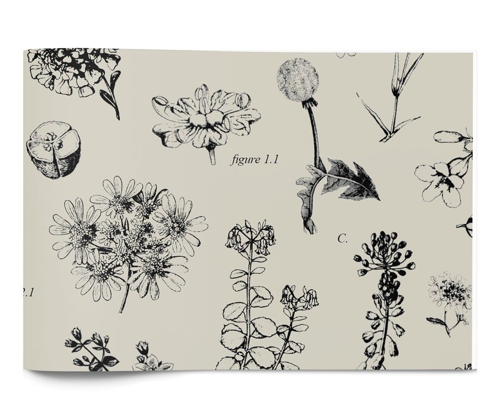 Botanicals - Tissue - Ream - 20 x 30"