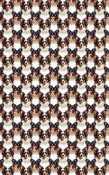Papillon Whimsy