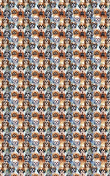 Festive Shih Tzu Frolic