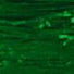 Emerald - Matte Wraphia - 100 Yards