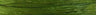 Olive - Matte Wraphia - 100 Yards