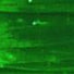 Kelly Green - Pearlized Wraphia - 100 Yards