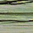 Taupe - Matte Wraphia - 100 Yards