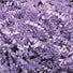 Orchid - Crinkle Cut Basket Shred - 10 lb Box