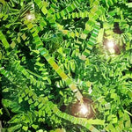 Radiance Lime Green - Crinkle Cut Basket Shred - 10 lb Box