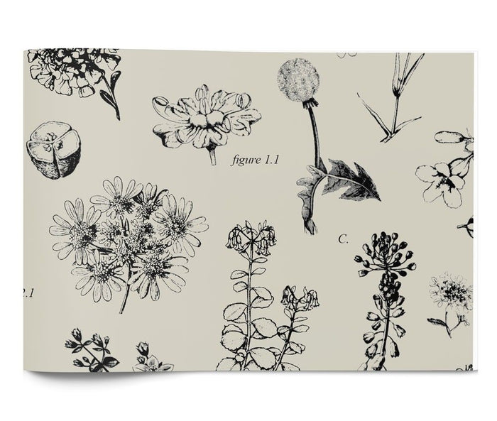 Botanicals - Tissue - Ream - 20 x 30"
